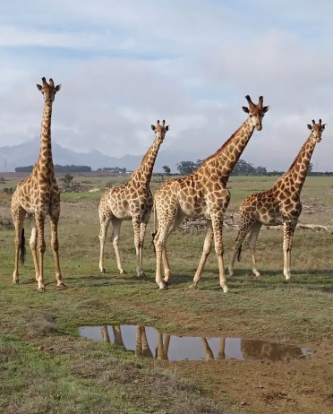 online safari Gifts To Cheer Up A Friend