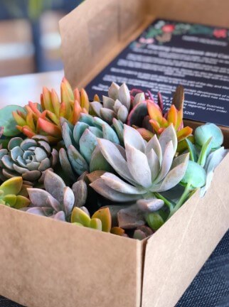 succulents Gifts To Cheer Up A Friend